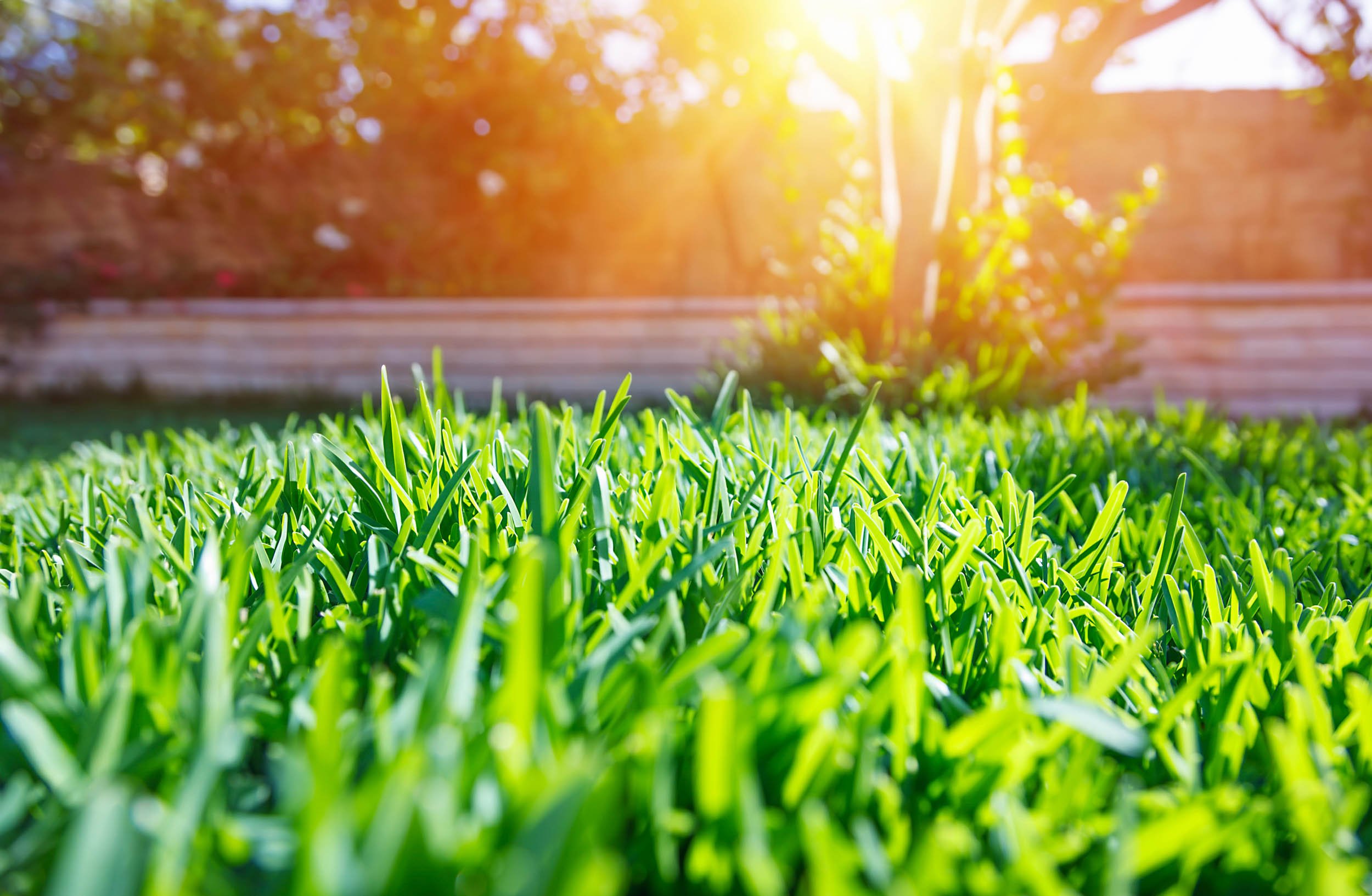 Bug and Weed Control