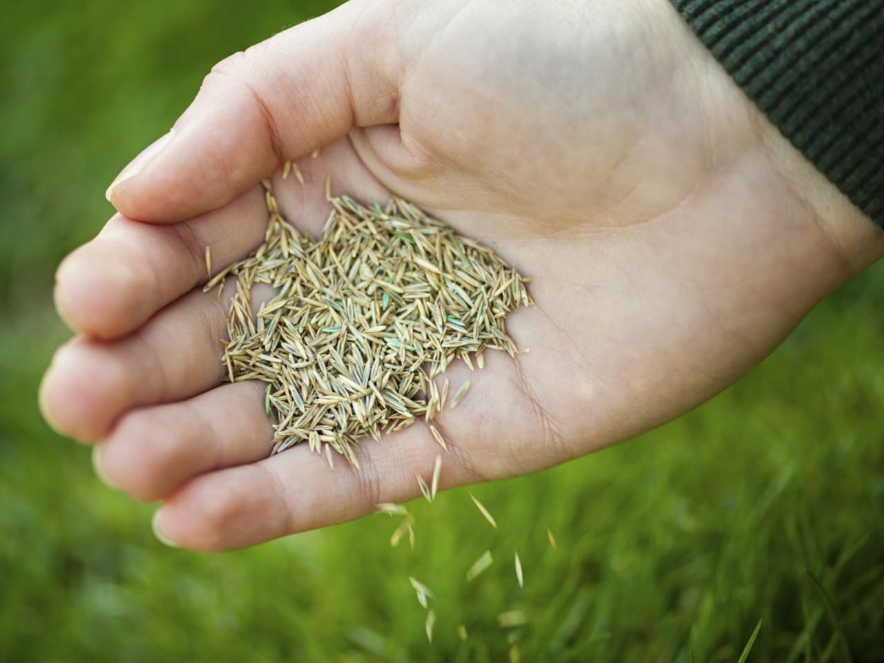 Grass Seeding